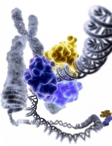 DNA-ligase